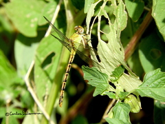 Erpetogomphus crotalinus