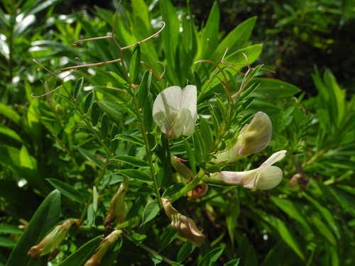 Vicia lutea subsp. lutea image