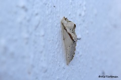 Ascia monuste monuste