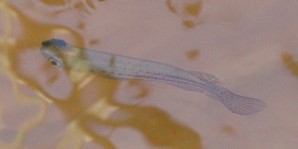 Trigonectes balzanii