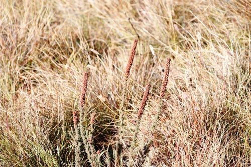 Image of Erica alopecurus by (c) Tony Rebelo, some rights reserved (CC BY-SA)
