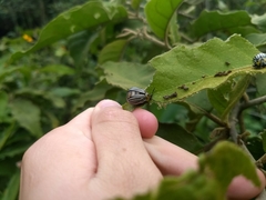 Leptinotarsa undecimlineata