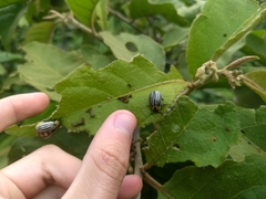 Leptinotarsa undecimlineata