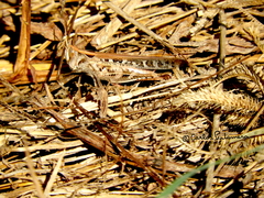 Rhammatocerus viatorius