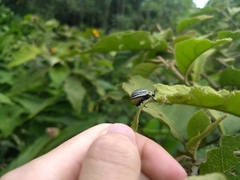 Leptinotarsa undecimlineata