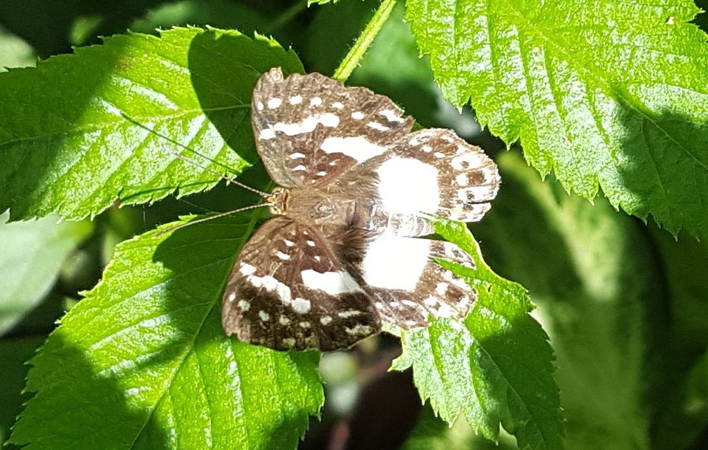 Lemonias zygia
