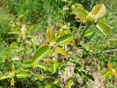 Viburnum cassinoides image