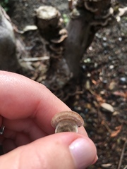 Trametes versicolor