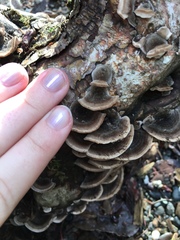 Trametes versicolor