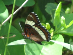 Limenitis arthemis rubrofasciata