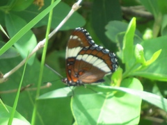 Limenitis arthemis rubrofasciata