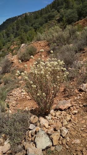 Thymus mastichina, photograph 1