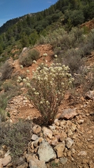 Thymus mastichina