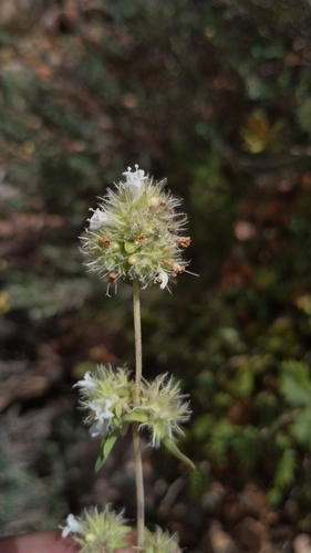Thymus mastichina, photograph 2