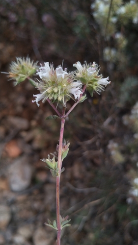 Thymus mastichina, photograph 3
