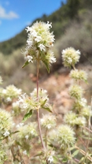 Thymus mastichina, photograph (c) Diego Nieto Lugilde, some rights reserved (CC BY)