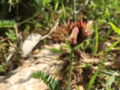 Astragalus palaestinus