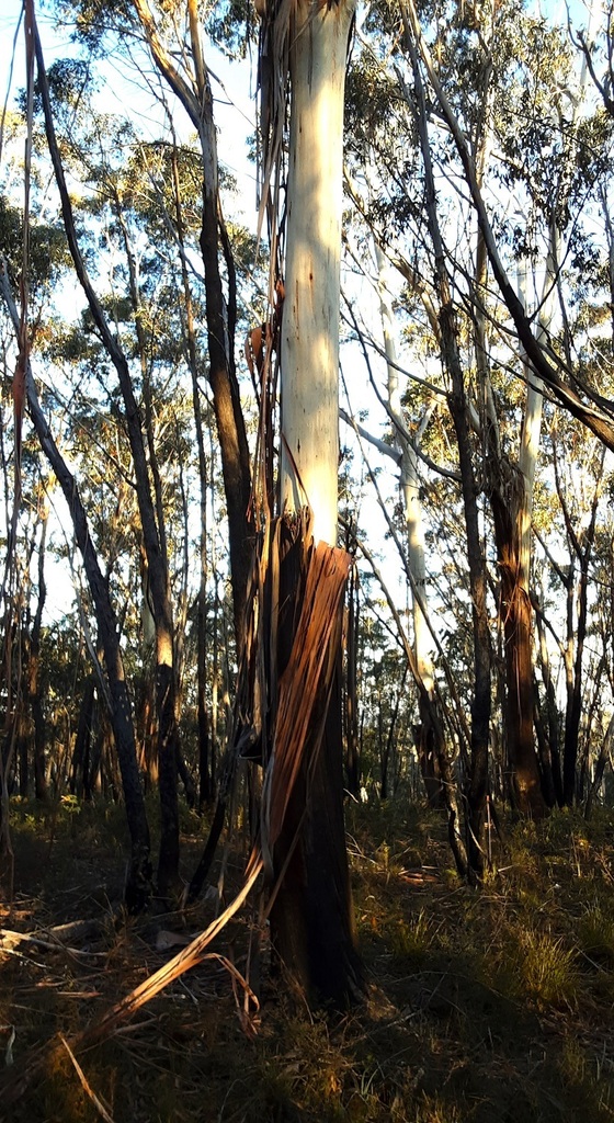Blue Mountains Ash from Mount Clarence Reserve Lithgow NSW 2790
