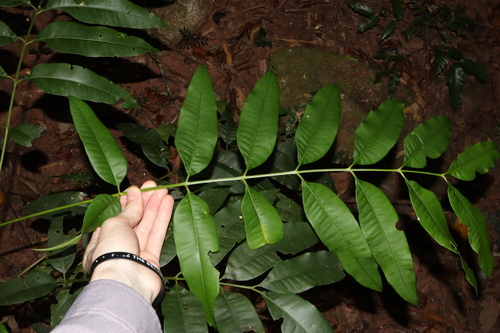 Image of Flindersia ifflana by (c) Thomas Mesaglio, some rights reserved (CC BY)