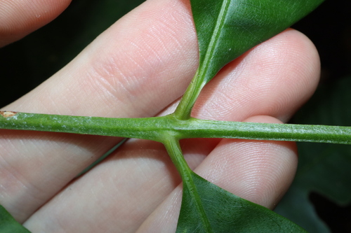 Image of Flindersia ifflana by (c) Thomas Mesaglio, some rights reserved (CC BY)