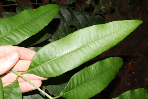 Image of Flindersia ifflana by (c) Thomas Mesaglio, some rights reserved (CC BY)