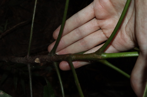 Image of Flindersia ifflana by (c) Thomas Mesaglio, some rights reserved (CC BY)
