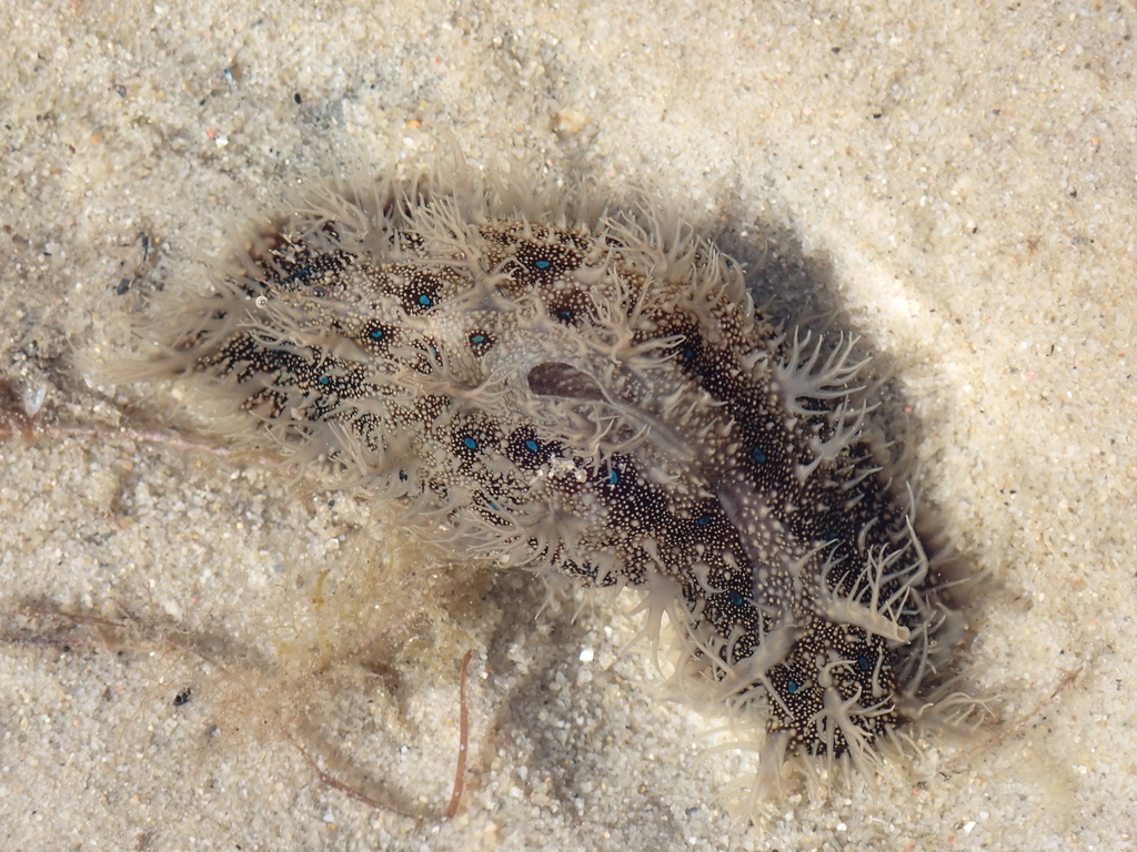Blue-spotted sea hare
