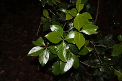 Bushy Denhamia (Denhamia fasciculiflora)