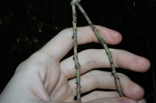 Image of Denhamia Fasciculiflora (Denhamia fasciculiflora) by (c) Thomas Mesaglio, some rights reserved (CC BY)
