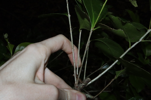 Image of Denhamia Fasciculiflora (Denhamia fasciculiflora) by (c) Thomas Mesaglio, some rights reserved (CC BY)