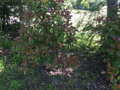 Photinia