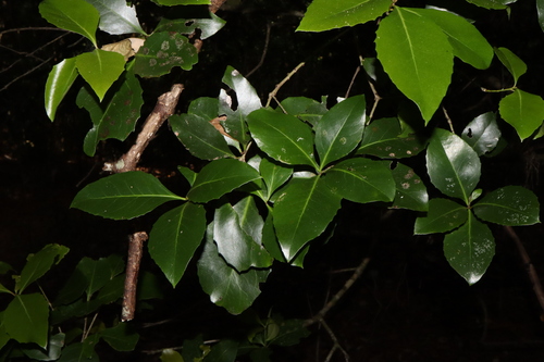 Image of Denhamia Fasciculiflora (Denhamia fasciculiflora) by (c) Thomas Mesaglio, some rights reserved (CC BY)