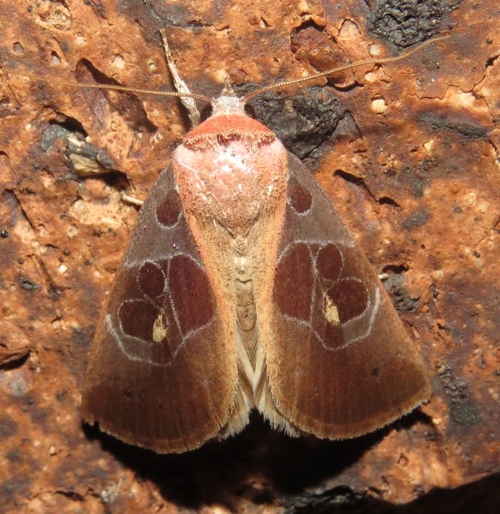 Westermannia roseitincta