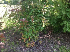 Photinia