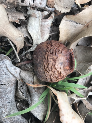Purpureicephalus spurius