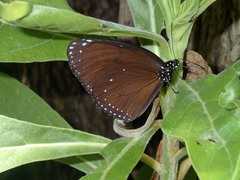 Euploea eunice