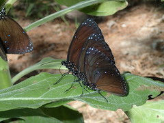Euploea eunice