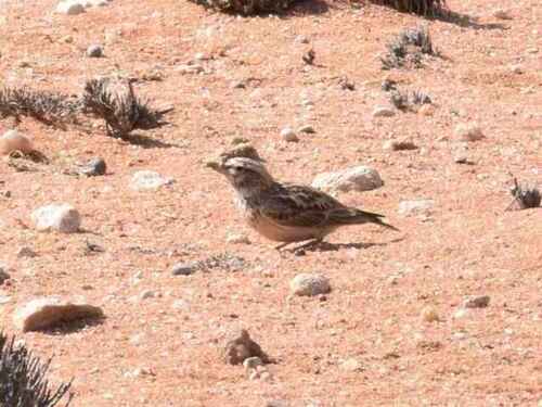 iNaturalist image