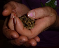 Sclerophrys gutturalis