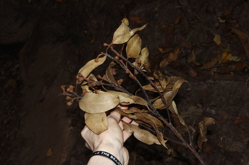 Image of Eucalyptus pellita by (c) Thomas Mesaglio, some rights reserved (CC BY)