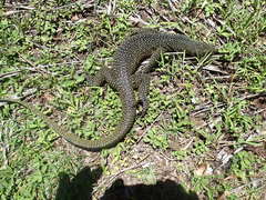 Varanus tsukamotoi