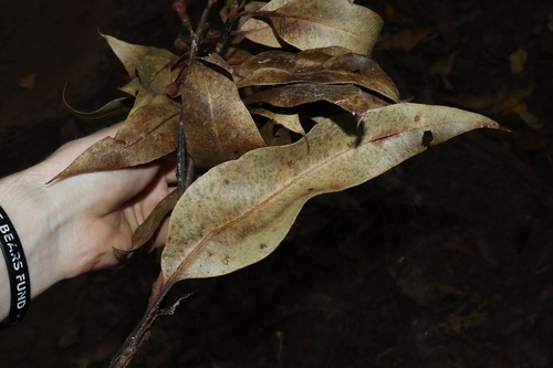 Image of Eucalyptus pellita by (c) Thomas Mesaglio, some rights reserved (CC BY)