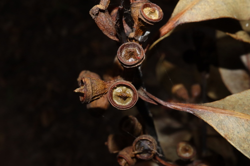 Image of Eucalyptus pellita by (c) Thomas Mesaglio, some rights reserved (CC BY)