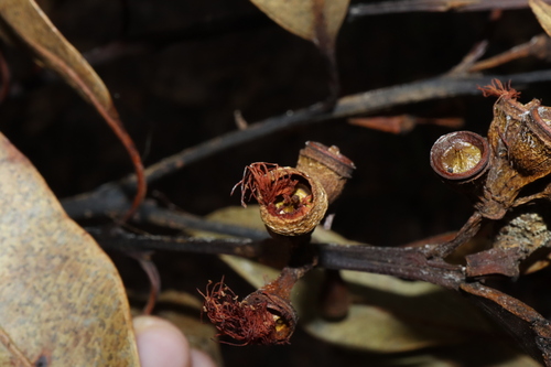 Image of Eucalyptus pellita by (c) Thomas Mesaglio, some rights reserved (CC BY)