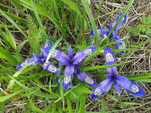 Pilgrim Iris