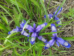 Iris ruthenica