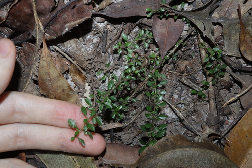 Bursaria tenuifolia (Bursaria tenuifolia)