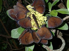Euploea eunice
