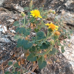 Perityle leptoglossa