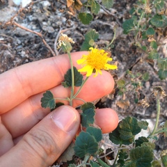 Perityle leptoglossa